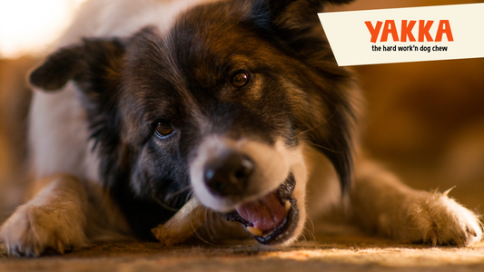 Why Yak Chews Are the Ultimate Treat for Your Dog