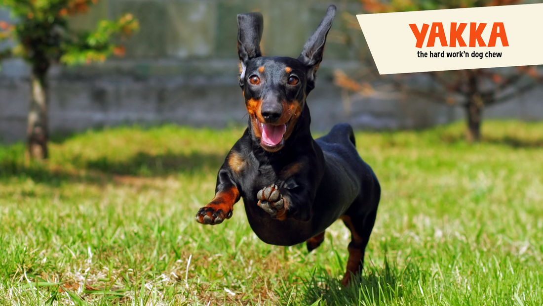 How to Use Yak Chews (and What to Do With the Last Bit)
