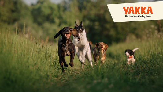 Are Yak Chews Safe for Dogs? What Every Dog Owner Should Know