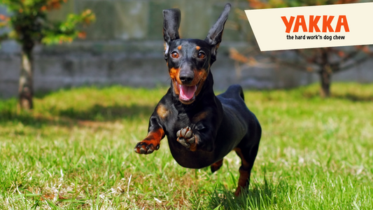 How to Use Yak Chews (and What to Do With the Last Bit)