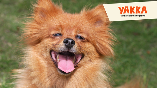 Best Treats for Bored Dogs (Hint: They’re All Yak)