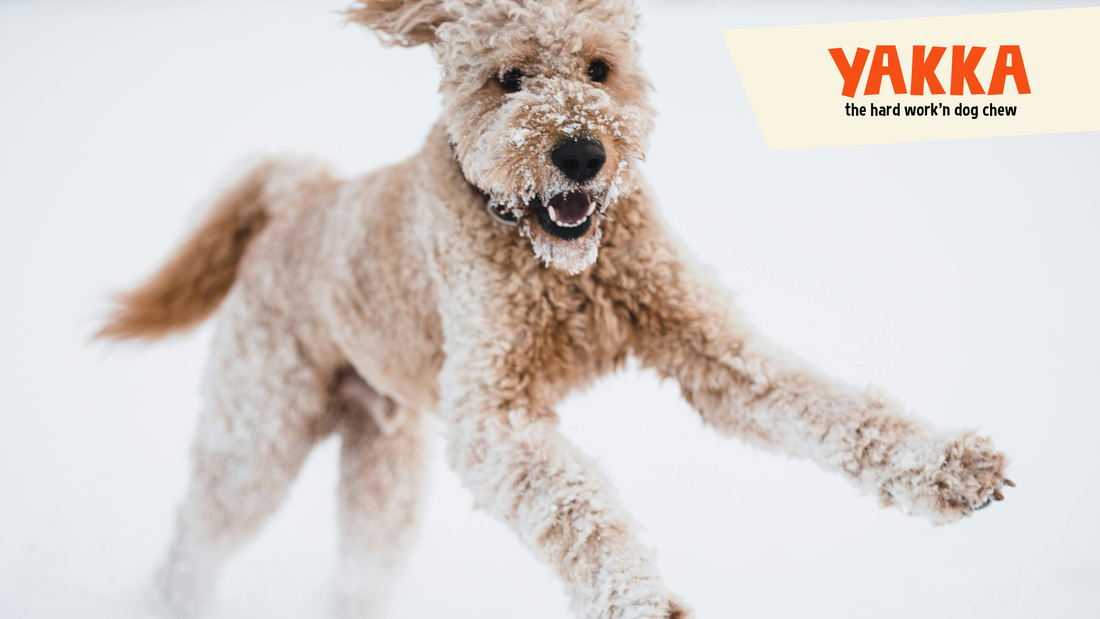 Winter Dog Care: Why Yak Chews Are the Perfect Indoor Companion