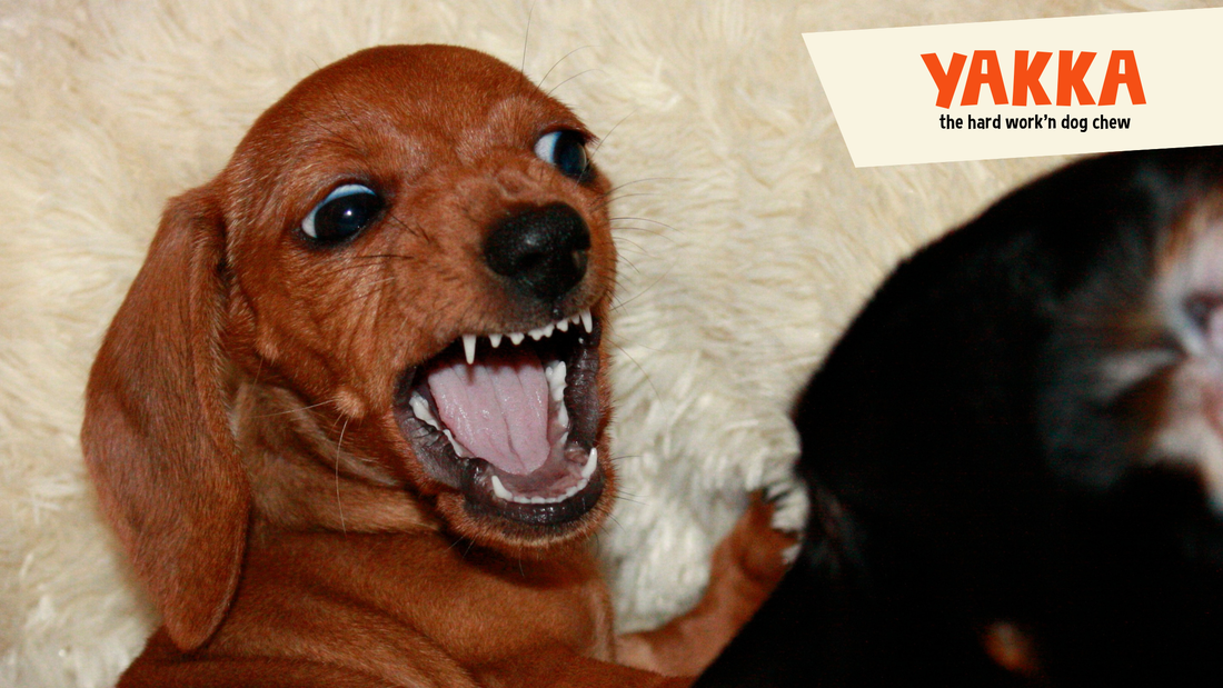 Yak Chews for Heavy Chewers: The Destroyer's Guide